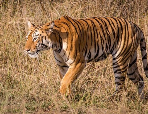 Tadoba Tiger Reserve, Maharashtra, India