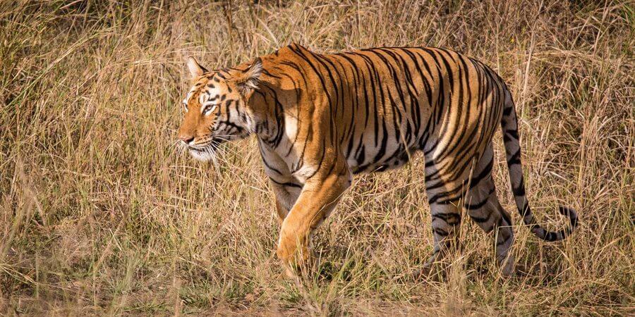 Tadoba Tiger Reserve, Maharashtra, India | Dr Rave`s Photography 47